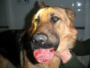 Gonflement chien processionnaire