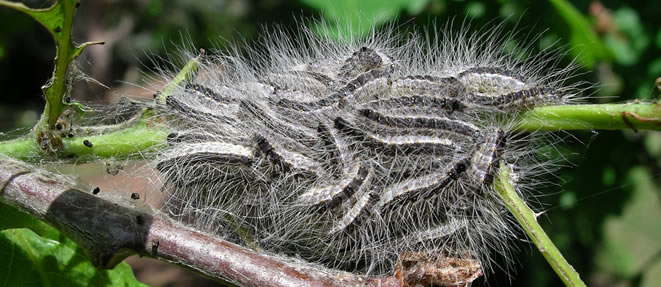 La chenille processionnaire est identifiable aisément grâce à des caractéristiques qui lui sont propres.